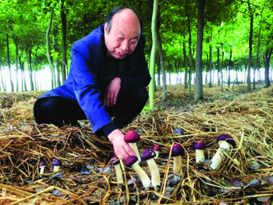 蘑菇大王丁伦保.jpg